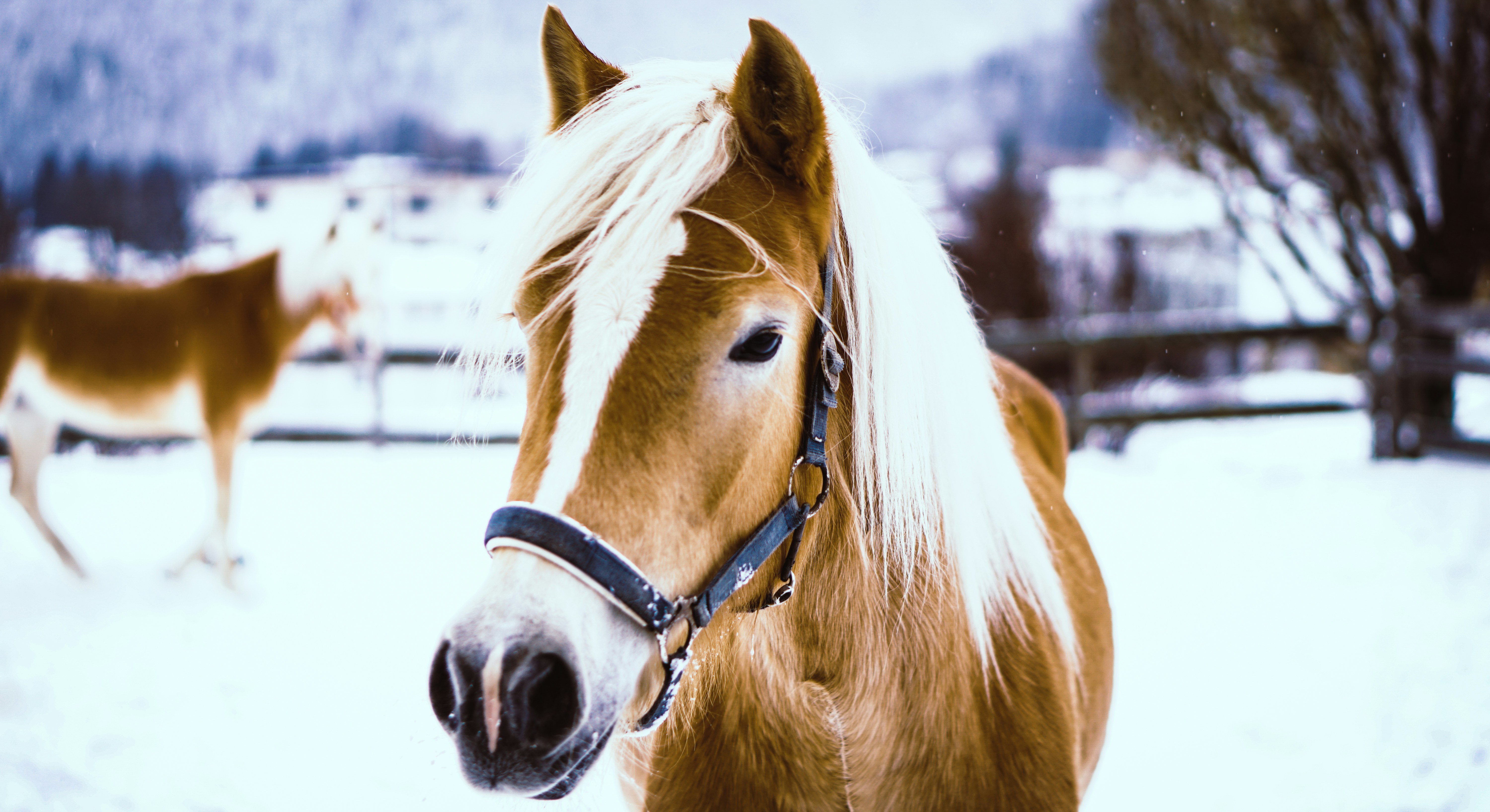 Enfants à cheval durant la relâche scolaire à la Ferme Fantasia